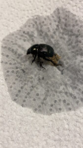 Photo of Splendid Earth Boring Beetle