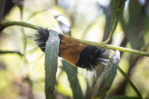 Lophocampa maculate- Spotted tussock moth(caterpillar)