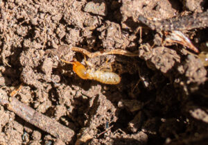 Reticultermes tibialis- Common Termite