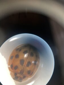 Lady Beetle under microscope