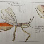 Insect Drawing
