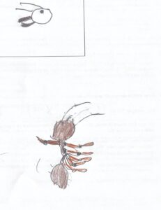 A drawing of an ant