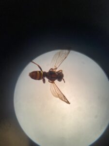 Thin-Lined Calligrapher Fly
