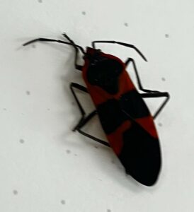 Large Milkweed Bug