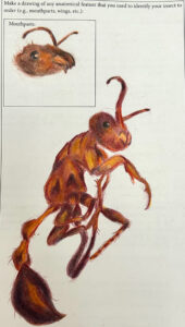 Drawing of a red ant