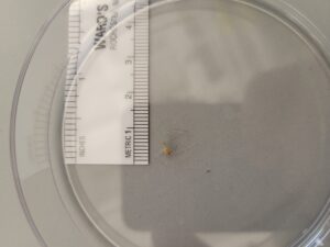 Shows size of specimen