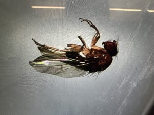 Fruit fly, Pittsfield MA, 10.2.25