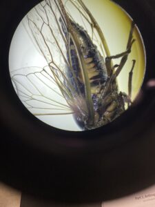 Abdomen under microscope
