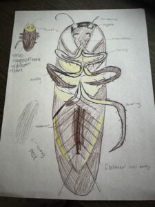 Cockroach Drawing