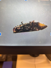 to show what my arthropod looks like