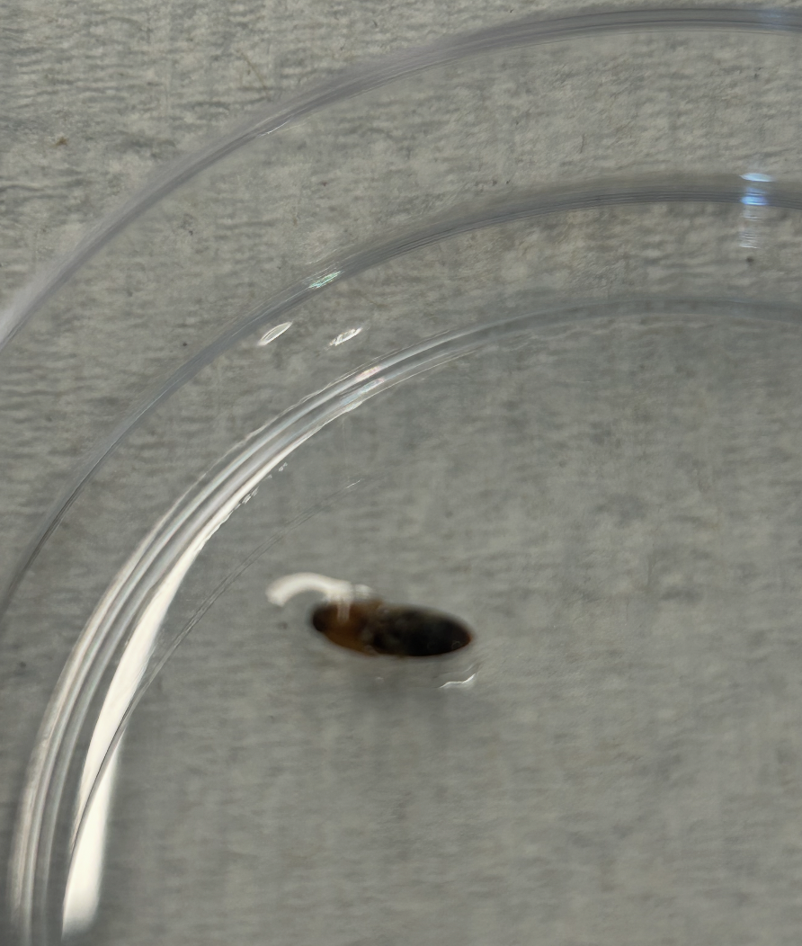 Unknown Insect – The Wolbachia Project