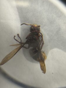 Another top view of Hornet 1