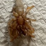 Back side view of woodlouse spider
