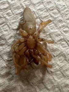 Back side view of woodlouse spider