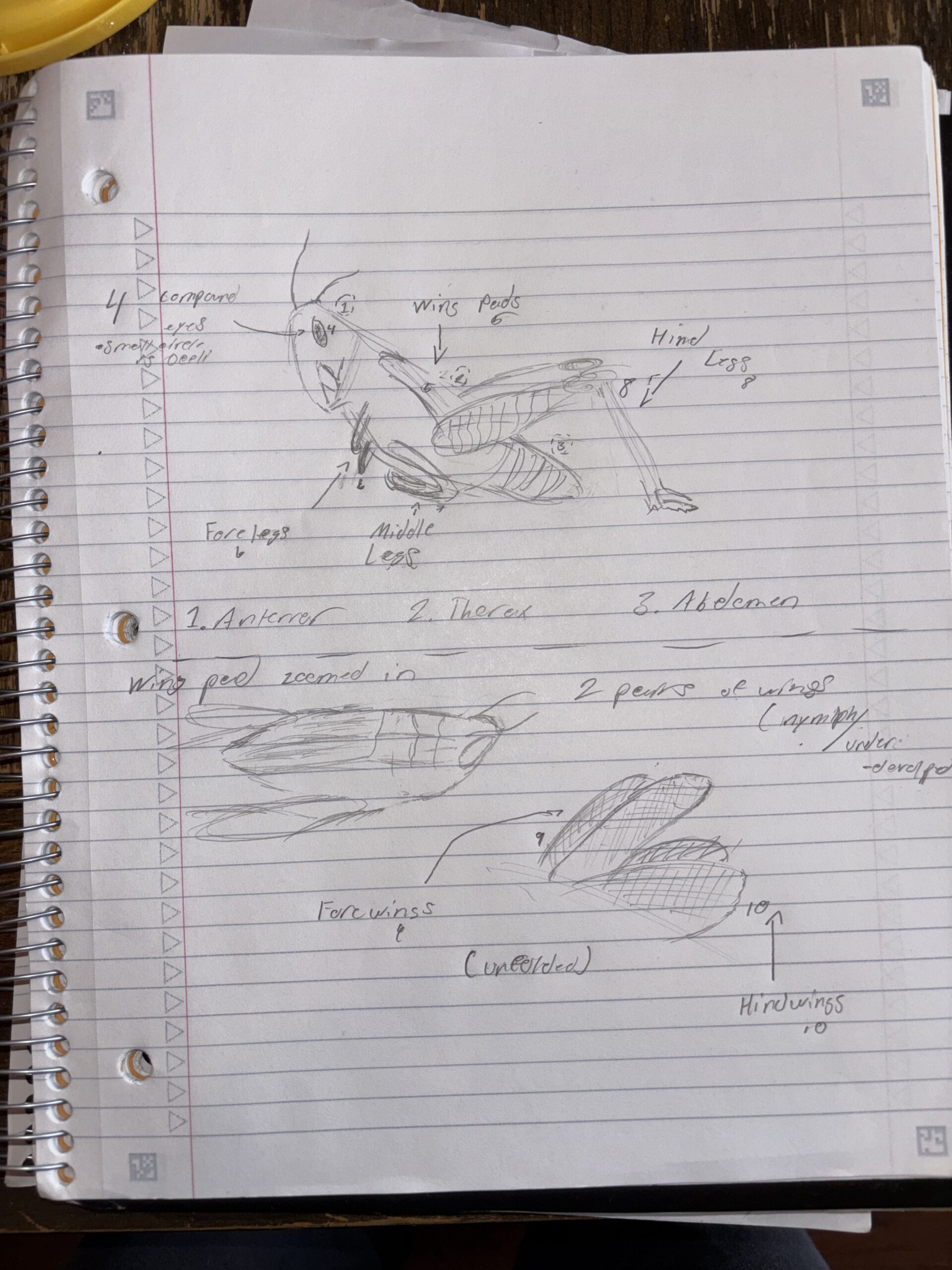 GDJ-CHI Orthoptera – The Wolbachia Project