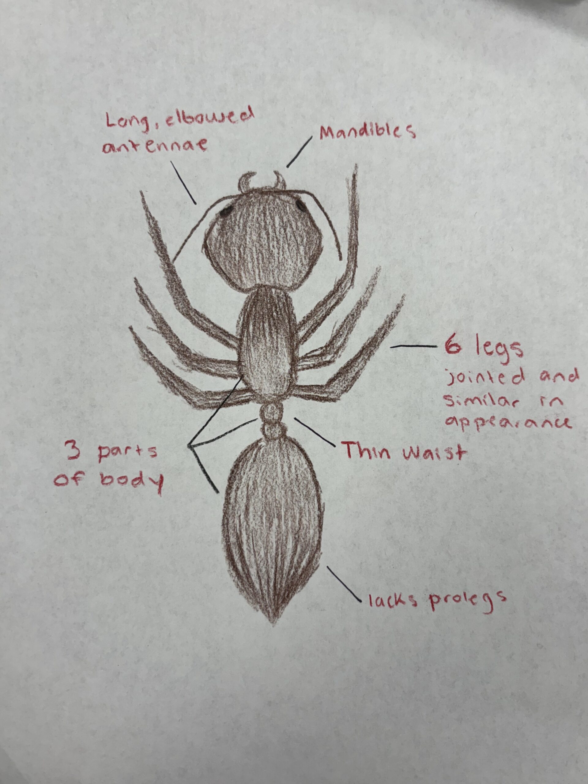 The Wolbachia Project