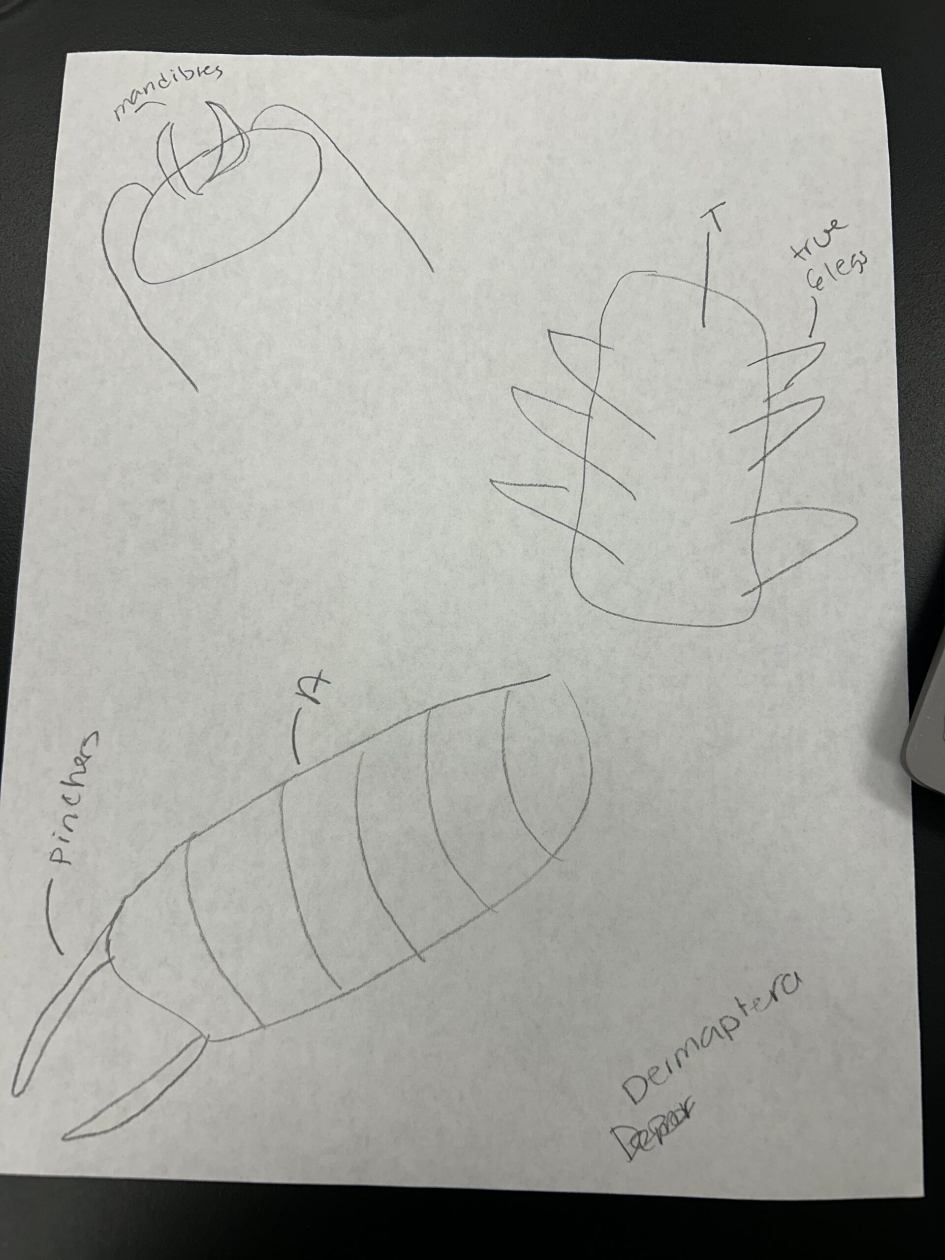 BRO-EEH Dermapetra – The Wolbachia Project