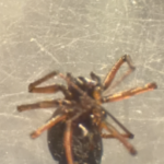 brown spider on a web